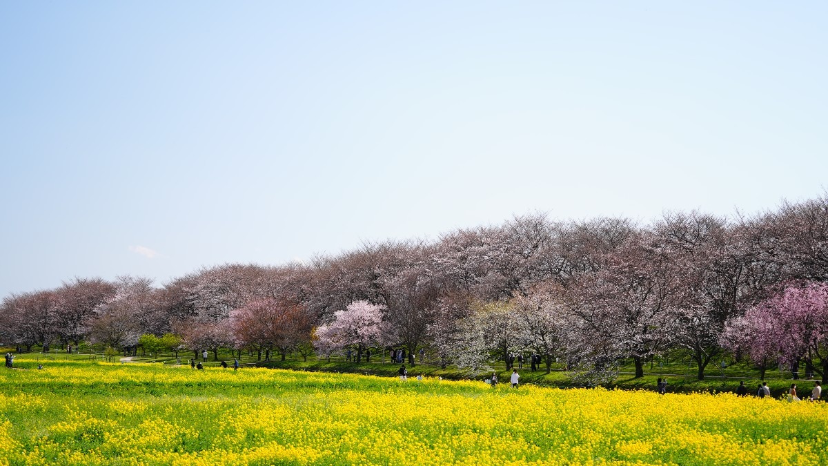 権現堂公園2021💖菜の花・桜コラボ