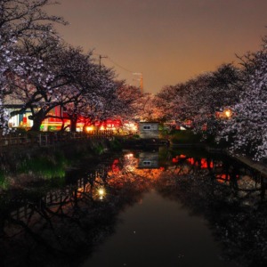 夜桜輝く