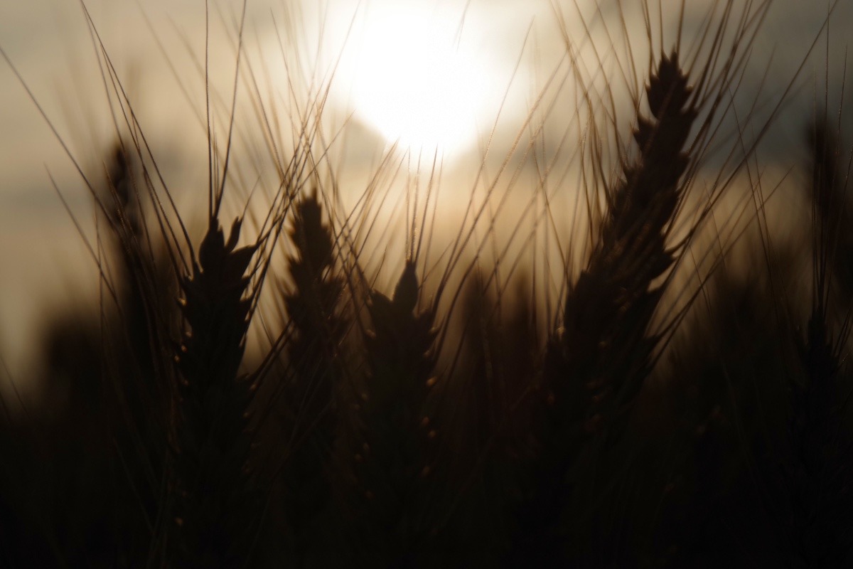 「麦の穂と夕陽」