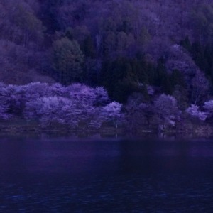 日の出前の中綱湖と桜