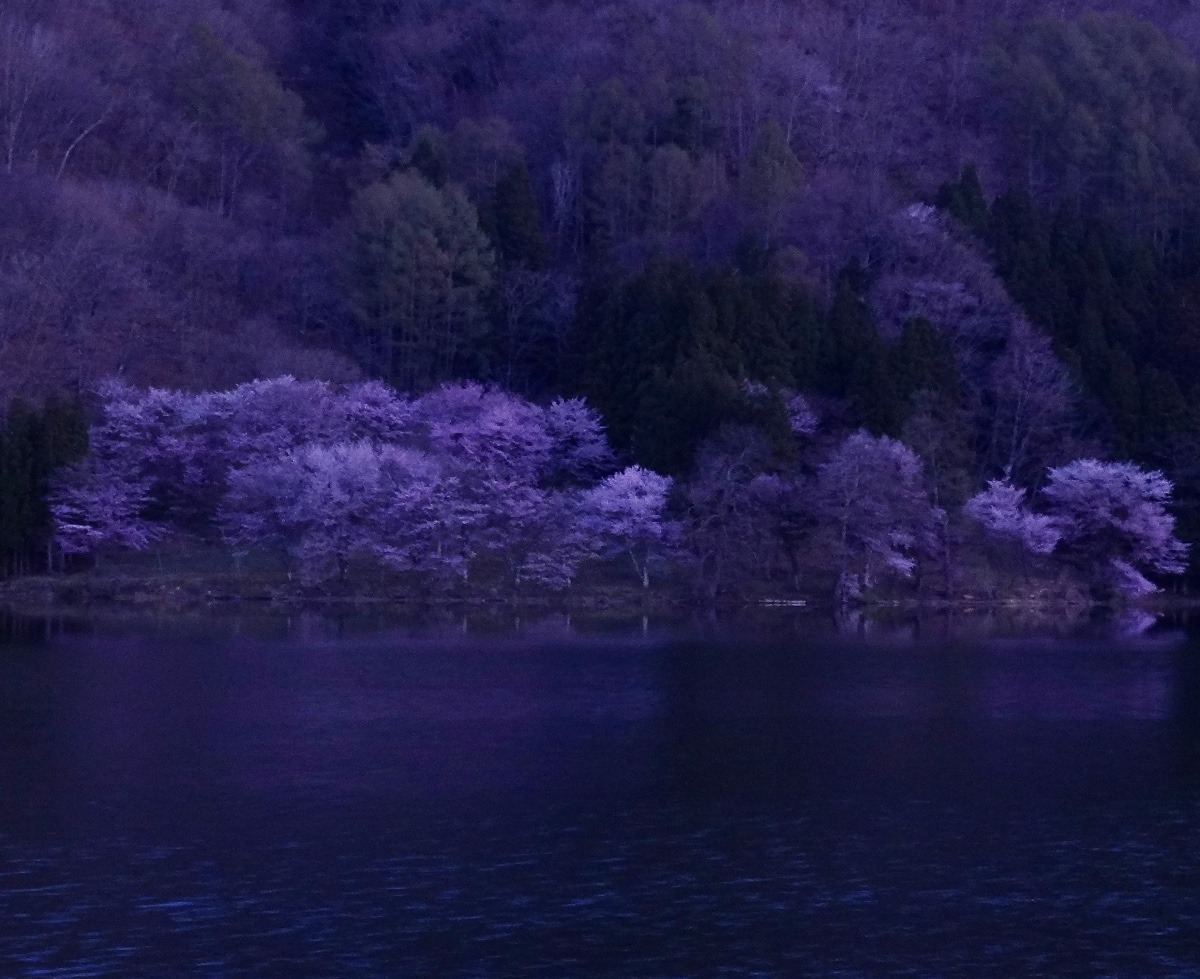 日の出前の中綱湖と桜