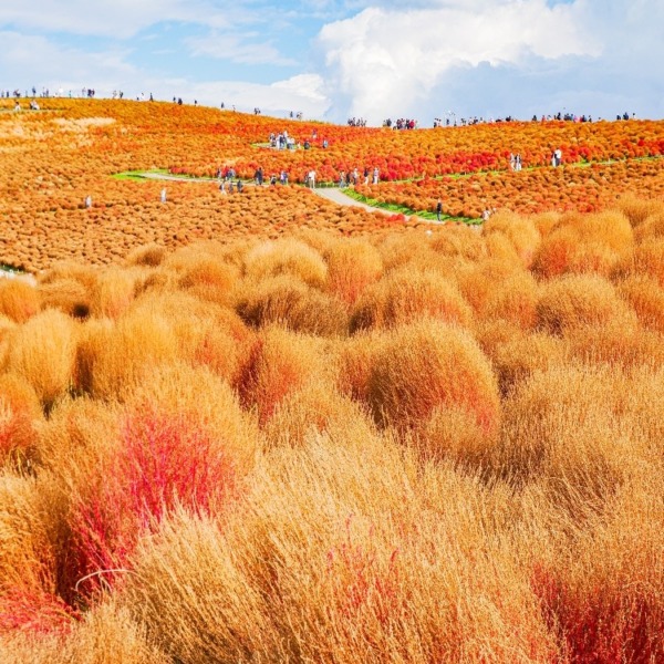 ひたちなか海浜公園