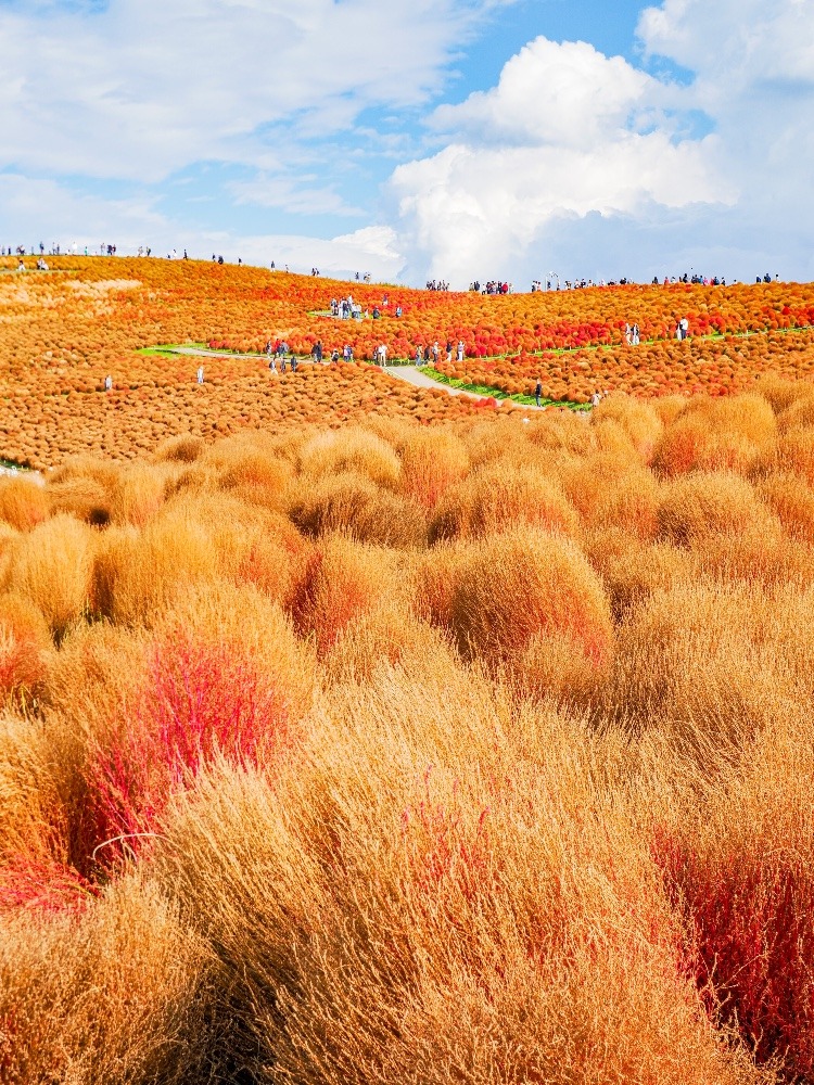 ひたちなか海浜公園