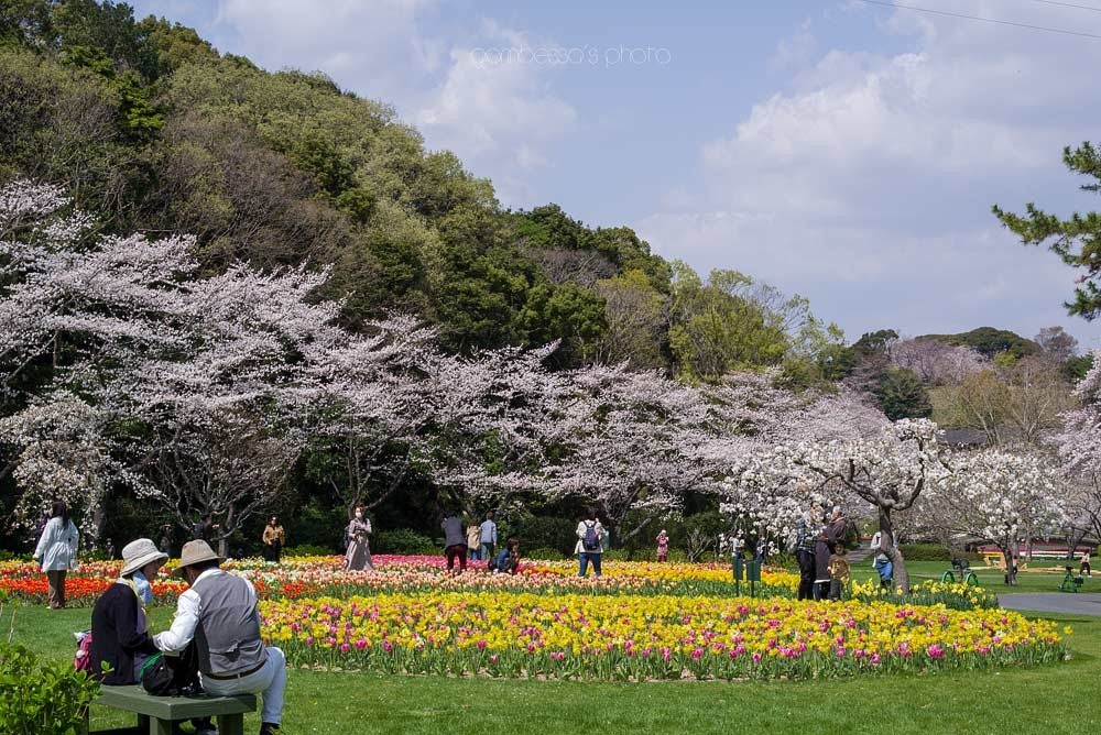 浜松フラワーパークの桜 11