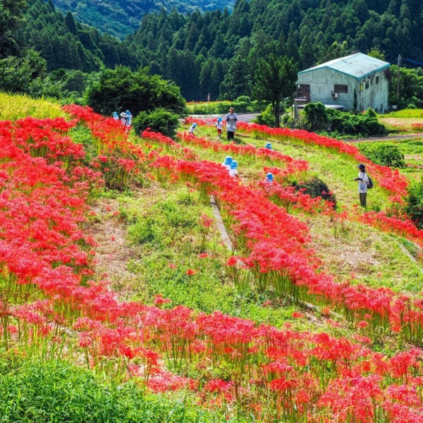 江里山棚田
