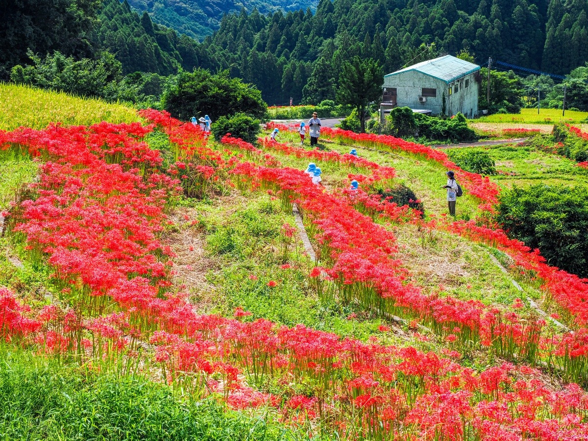江里山棚田