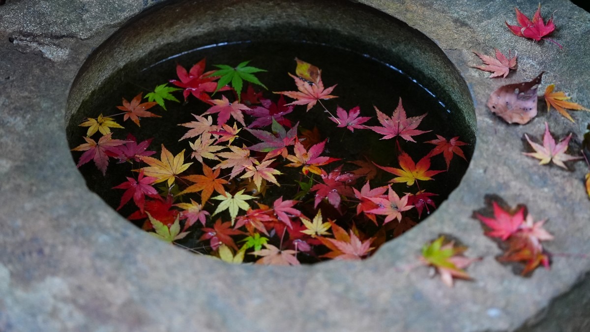 手水鉢✨:旧古河庭園の紅葉2020