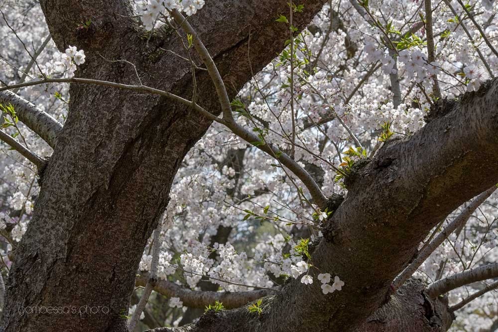 浜松フラワーパークの桜 26