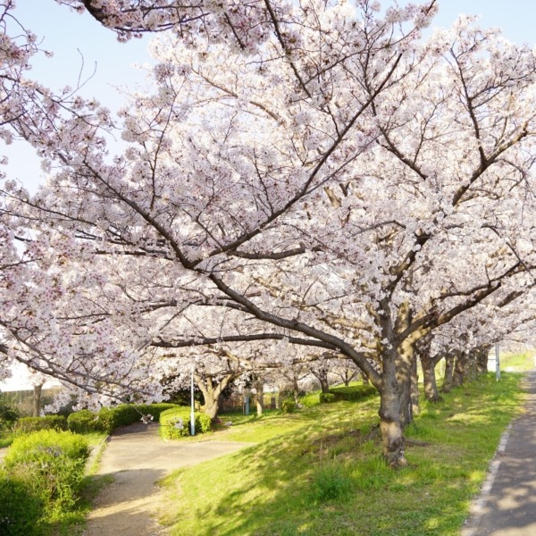 大和川の桜道