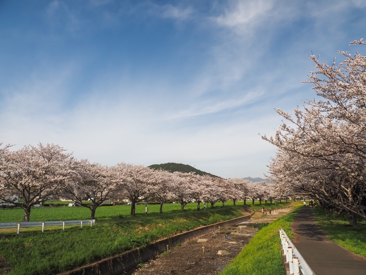 草場川の桜並木