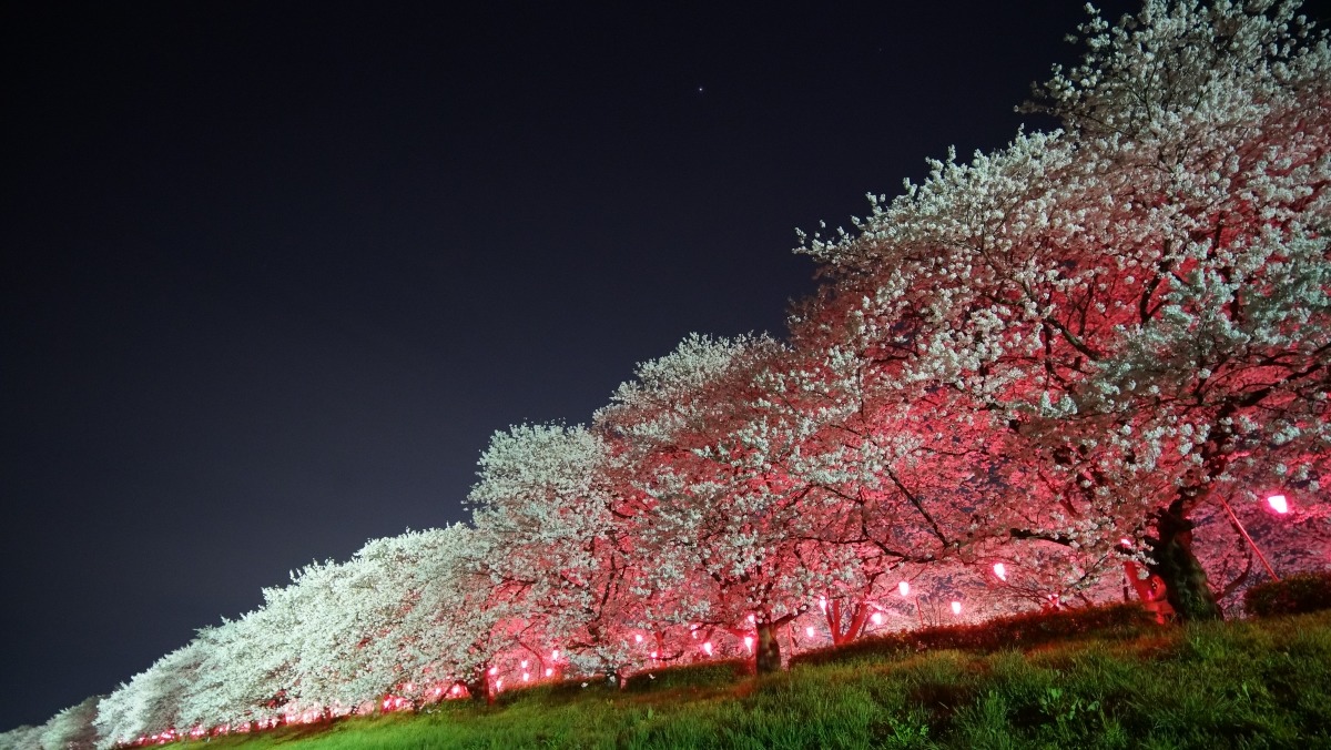 夜桜散歩:星空へ願いを込めて✨