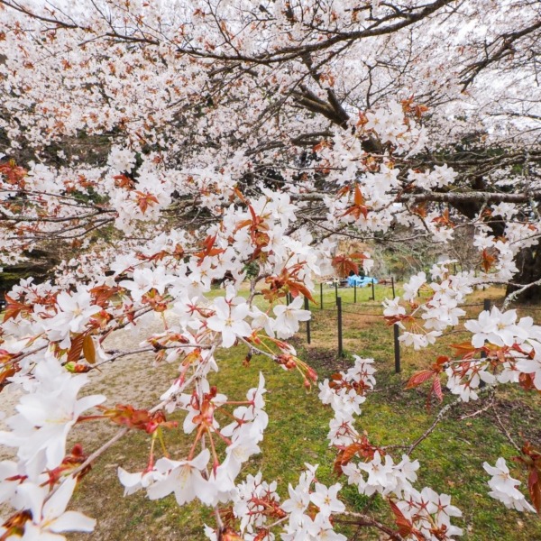 脊振小分校跡の山桜