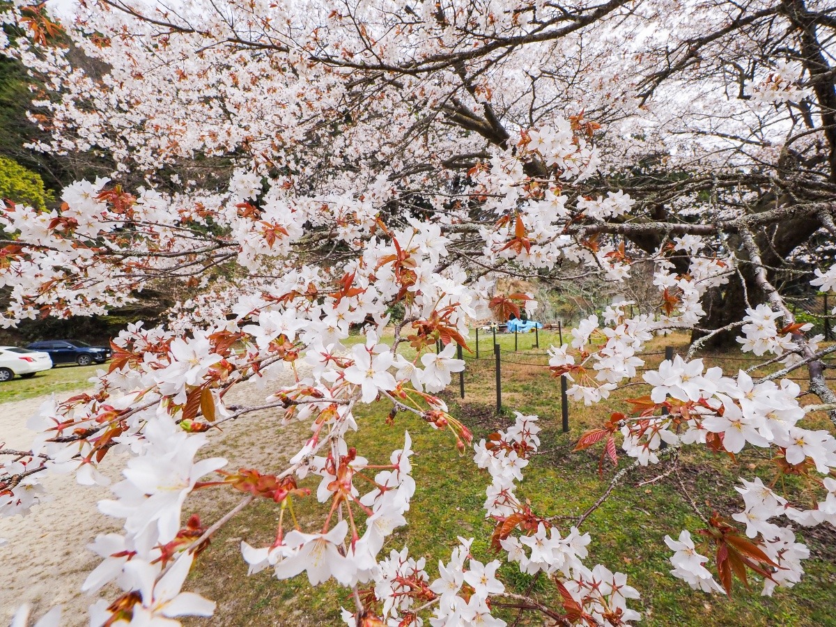 脊振小分校跡の山桜
