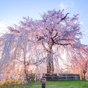 祇園枝垂桜