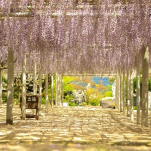 吉祥寺　藤の花