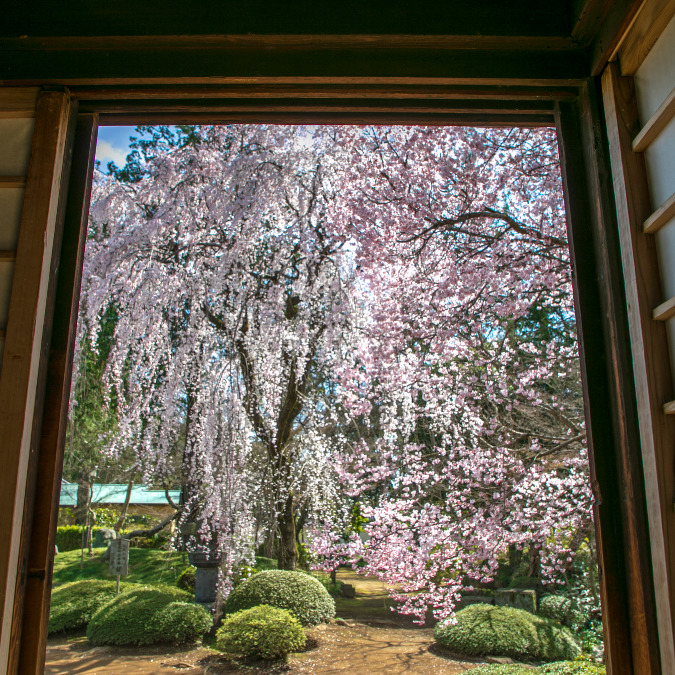 喜多院 紅葉山庭園の枝垂れ桜