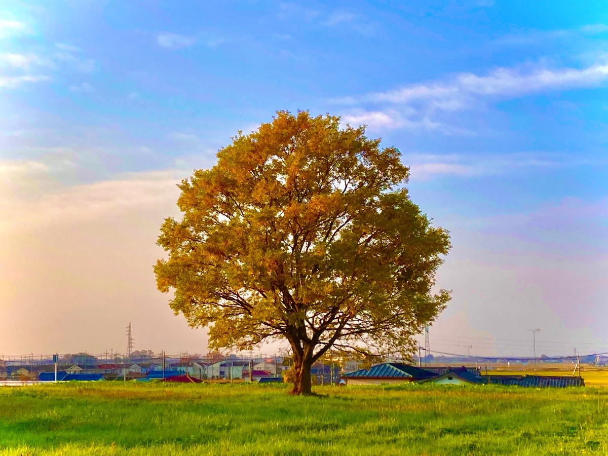 渡良瀬遊水地の孤高の木