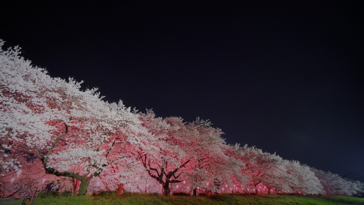 権現堂公園の桜:左側から✨