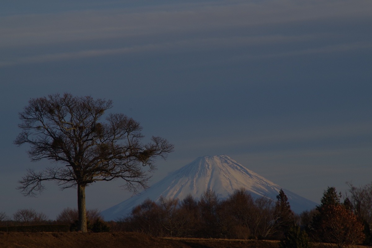 「独立樹と富士山の遠景」
