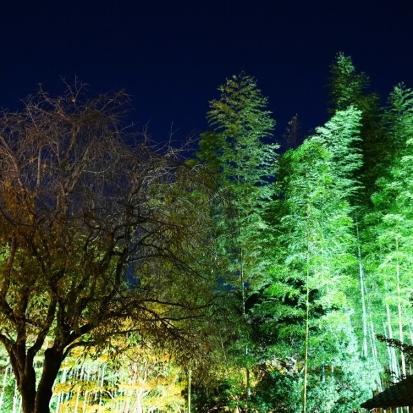 昭和記念公園内/日本庭園：竹林の輝き✨