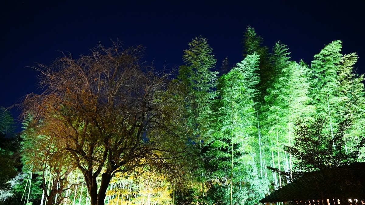 昭和記念公園内/日本庭園：竹林の輝き✨