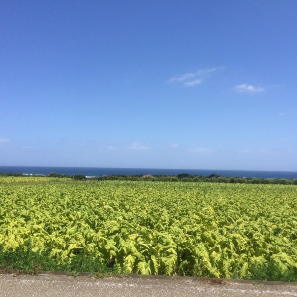 伊計島 たばこ畑
