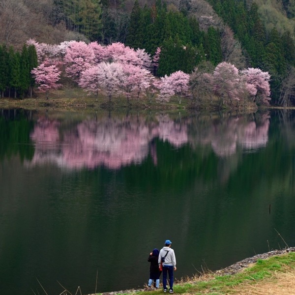AM6:30の中綱湖と大山桜