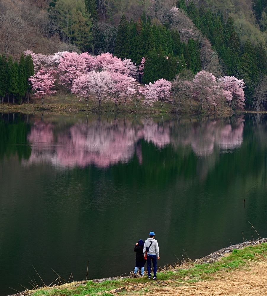 AM6:30の中綱湖と大山桜