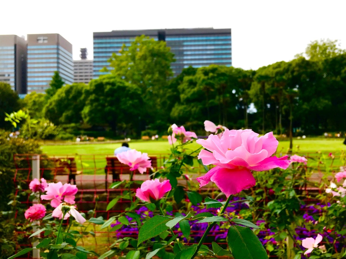 日比谷公園の薔薇花壇