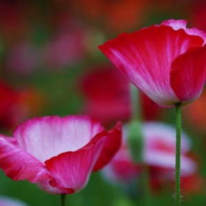 シャーレーポピー2019彩:昭和記念公園✨