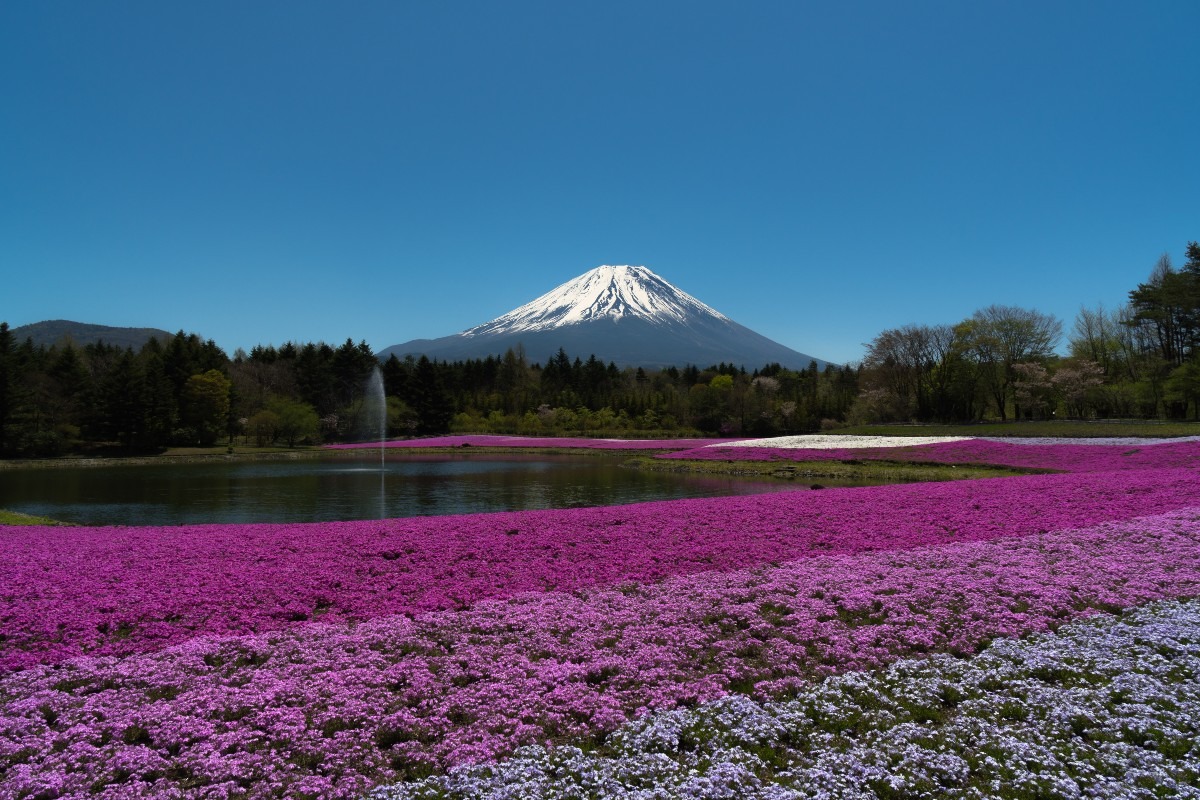 例年とは違う最初で最後の富士芝桜の光景