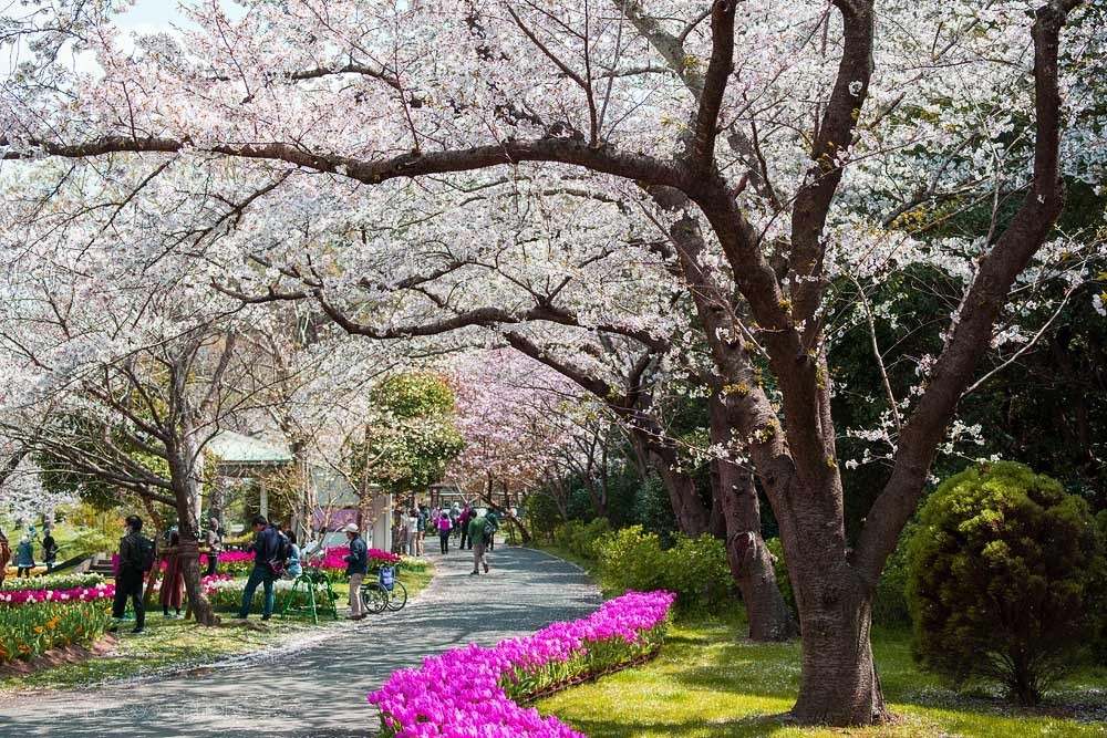 浜松フラワーパークの桜 5