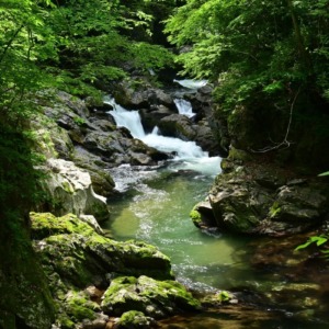 森の絶景