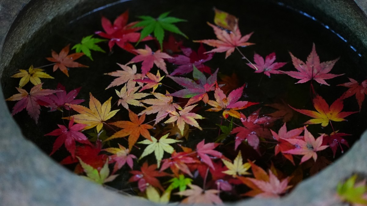 手水鉢✨:旧古河庭園の紅葉2020冬支度