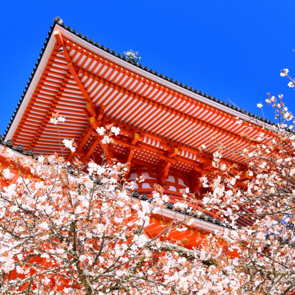 高野山の遅咲き西行桜
