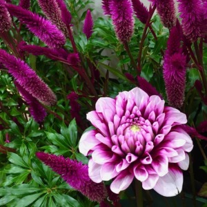 ケイトウとダリア