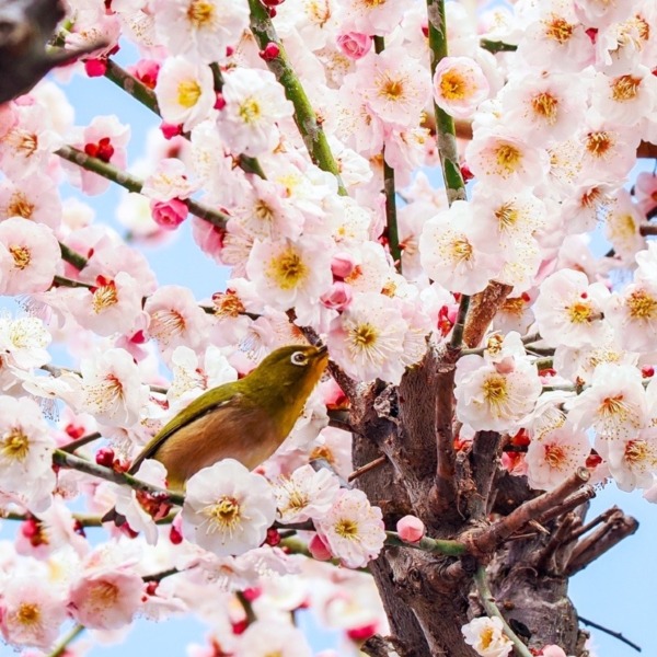 普光寺の臥龍梅