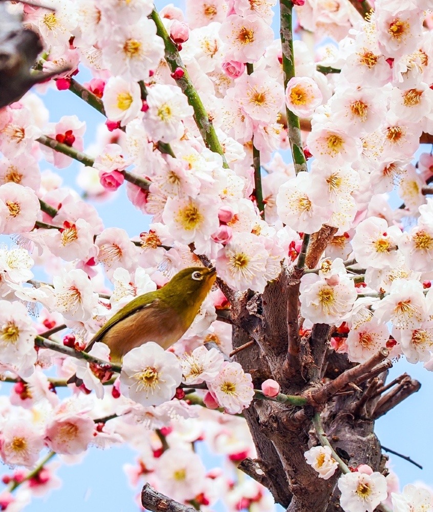 普光寺の臥龍梅