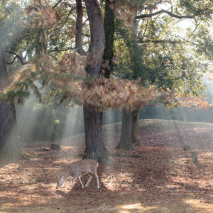 奈良公園