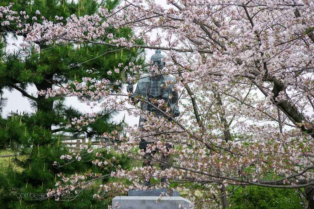 浜松城の桜 2