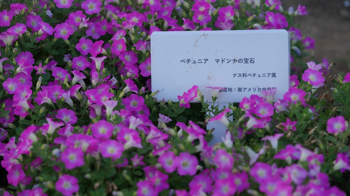 ペチュニア・マドンナの宝石💎:2020大花壇💖