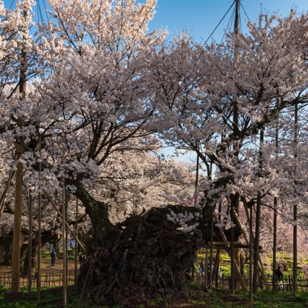 日本三大（巨）桜
