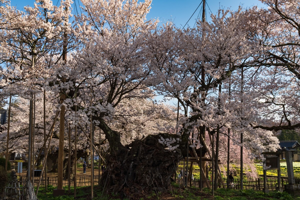 日本三大（巨）桜