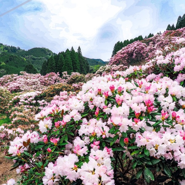 ミヤシノシャクナゲ園