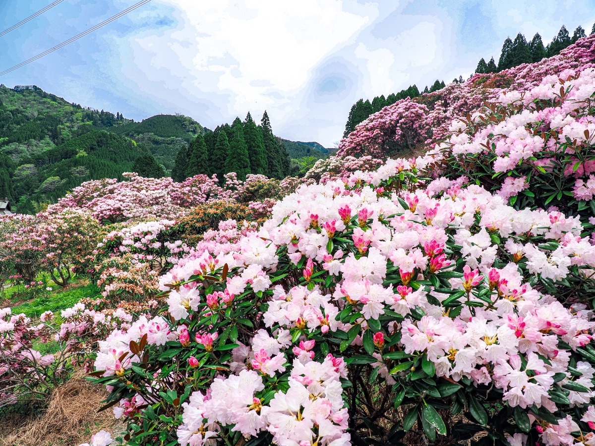 ミヤシノシャクナゲ園