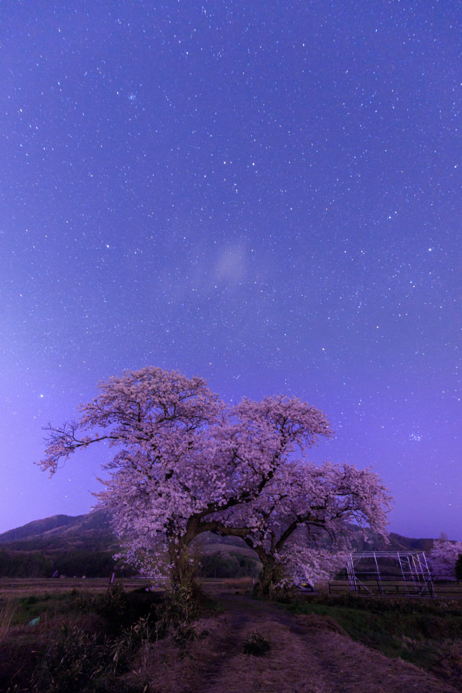 布目の夜桜