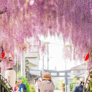 中山の大藤