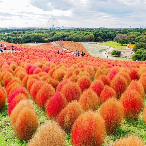 ひたちなか海浜公園