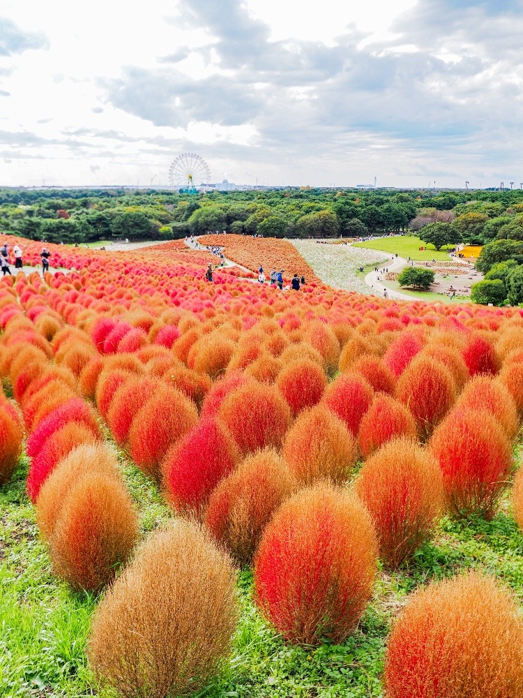 ひたちなか海浜公園