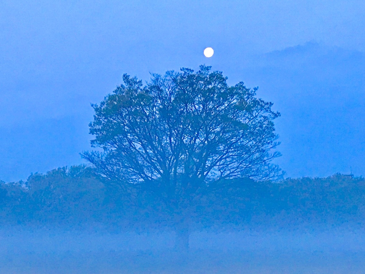 老木と満月